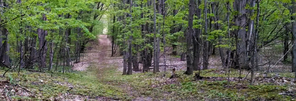 ch_trailwoods_1170